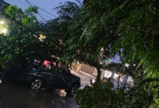 Hujan Deras dan Angin Kencang, Pohon Mahoni Raksasa Tumbang Timpa Warung dan Mobil di Kuningan