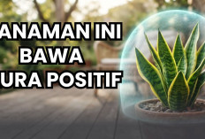 Nomor Satu Bisa Penuhi Rumah Dengan Energi Positif, 3 Tanaman Hias Pembawa Keberuntungan Ini Layak Kamu Rawat!