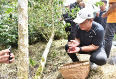 Kopi Kuningan Mendunia, Siap Unjuk Gigi di World of Coffee Bangkok 2026