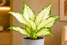 4 Rekomendasi Tanaman Hias Penghasil Oksigen, Cocok untuk Indoor dan Outdoor