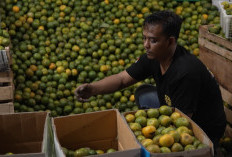 Pedagang Jeruk di Solo Raup Untung Besar, Penjualan Tembus 7 Ton Sehari Berkat MBG