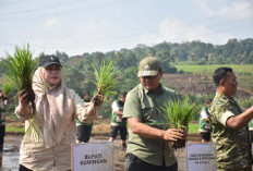 Kuningan Perkuat Ketahanan Pangan Nasional, 93 Hektare Lahan Ikut Gerakan Tanam Serempa