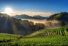 Hidden Gem Majalengka! Kebun Teh Cipasung Sejuknya Bikin Lupa Pulang