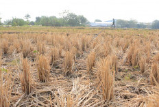 Waspada! Kemarau 2026 Diprediksi Lebih Kering, BMKG Ungkap Wilayah yang Terdampak