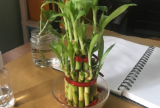 Lucky Bamboo hingga Pilea, 3 Tanaman Hias Pembawa Hoki dengan Simbol Kekayaan, Harmoni dan Keberuntungan