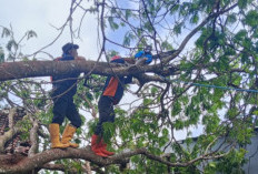 BPBD Kuningan Keluarkan Peringatan Dini Cuaca Ekstrem, Warga Diminta Waspada Pohon Tumbang