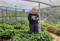 Kopi dari Lereng Ciremai Diam-diam Mendunia, 28 Negara Siap Pesan Produknya