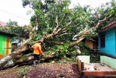 Cuaca Ekstrem di Kuningan, Pohon Tumbang Timpa Rumah Kakek Ujud di Maleber