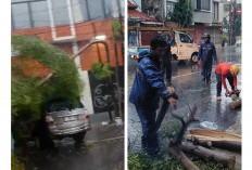 Pohon Tumbang di Pekalangan Cirebon, Petugas Evakuasi dalam 30 Menit