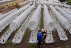 BRI Salurkan KUR Rp65,95 Triliun, Jangkau 558 Ribu Petani dan 23 Ribu Nelayan per April 2026 