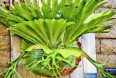 5 Tanaman Hias Daun Murah Ini Bikin Halaman Cantik, Warna Unik, Bentuk Menarik dan Mudah Ditata
