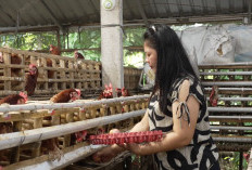 Kisah Eni di Klaten: Usaha Telur Rumahan Naik Kelas Berkat Program MBG