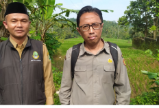 Curah Hujan Majalengka Tinggi, Ancaman Hama Padi di Sindangwangi Meningkat