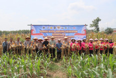 Panen Raya Jagung di Waled, Polres Cirebon Kota Dukung Ketahanan Pangan