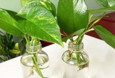 6 Tanaman Minimalis Hias yang Bukan Cuma Cantik, Tapi Dipercaya Bawa Energi Positif Ini Daftarnya