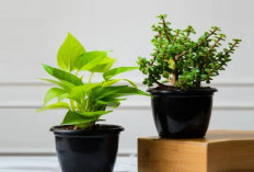 7 Tanaman Outdoor Pembawa Hoki yang Cocok di Halaman Rumah, Nomor 4 Paling Banyak Diburu