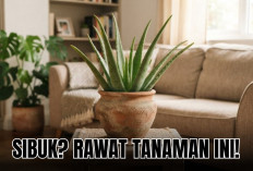 Kamu Sibuk Tapi Mau Merawat Tanaman? 5 Tanaman Hias Perawatan Mudah Ini Jawabannya! 