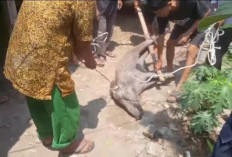 Babi Hutan Ngamuk di Permukiman Cirebon, Anggota Linmas Jadi Korban