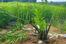 Sawit di Cigobang Tak Dicabut, Perusahaan Justru Tuntut Ganti Rugi Rp15 Ribu per Pohon