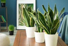 7 Tanaman Minimalis Hias Pot Gantung yang Bikin Rumah Makin Cantik, Nomor 5 Disebut Pembawa Hoki