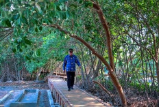 Hutan Mangrove Ambulu Cirebon Dikembangkan Jadi Ekowisata dan Pusat Edukasi