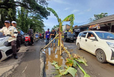 Viral! Jalan Kanci-Sindanglaut Rusak Parah, Warga Tanam Pohon di Lubang Jalan