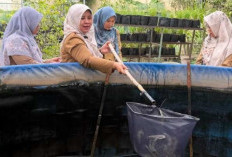 Kembangkan Budidaya Udang Vaname, Upaya Kembalikan Julukan Kota Udang