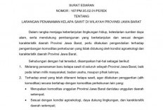 Heboh! Ribuan Tanaman Sawit Ditemukan di Desa Cigobang, Ini Sikap Pemkab Cirebon