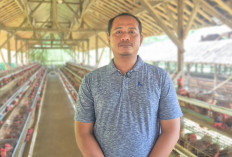 Sempat Sulit Terjual, Kini Seluruh Telur Peternak Ayam Ini Terserap Berkat MBG