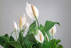 5 Tanaman Hias Pembawa Keberuntungan, dari Money Tree hingga Lucky Bamboo yang Sarat Makna Simbolis