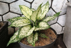 Serasa Daun Dilukis Seniman, 7 Tanaman Hias Ini Punya Corak Unik untuk Mempercantik Sudut Ruangan