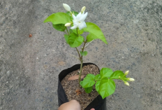 5 Tanaman Bunga Pembawa Keberuntungan, Rezeki, Cantik, Mudah Dirawat dan Cocok untuk Hiasan Rumah