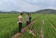 Warga Kuningan Geger, Sopir Ditemukan Meninggal di Area Persawahan Cibeureum