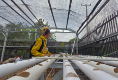 Tak Bergantung Dana Desa, BUMDes Karangsuwung Bangun Ketahanan Pangan Lewat Hidroponik dan Sereh