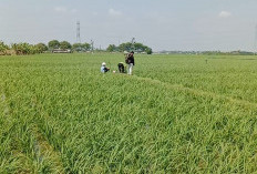 Debit Irigasi Menurun, Belasan Ribu Hektare Sawah Kandanghaur Berpacu Hindari Kekeringan