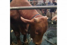 Diego, Sapi Kurban Presiden Prabowo di Kuningan Berbobot Fantastis Lebih dari 1 Ton