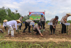 Dukung Swasembada Pangan Nasional, Kapolresta Cirebon Pimpin Penanaman Jagung Serentak