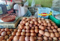 Perumda Pasar Pantau Kenaikan Harga Ayam dan Telur Pascaberoperasinya MBG