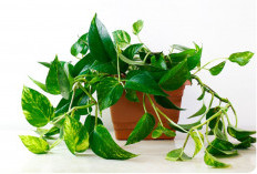 Rumah Jadi Sejuk Tanpa AC! 5 Tanaman Ini Diam-Diam Bersihkan Udara dan Bawa Keberuntungan