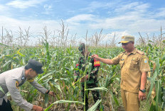 Rutin Pelihara Jagung Pipil Ketahanan Pangan 