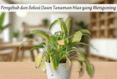 Daun Tanaman Hias Menguning? Ini 6 Penyebab dan Cara Mengatasinya
