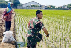 Babinsa Pegambiran Dampingi Pemupukan Padi MT III untuk Dukung Swadaya Pangan Nasional