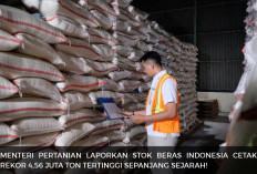 Stok Beras Indonesia Cetak Rekor 4,56 Juta Ton! Bagaimana Kondisi Harga dan Ketahanan Pangan Indonesia?