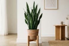 5 Jenis Tanaman Hias Sansevieria atau Lidah Mertua Pembawa Hoki dan Keberuntungan, Ada Apa Saja?