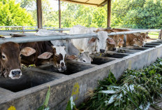 Heboh 41 Sapi Pemkab Cirebon Gagal Terjual, DPRD Sebut Salah Perencanaan