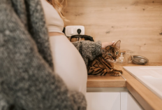 Sedang Promil tapi Punya Kucing? Ini Tips Aman Merawatnya agar Terhindar dari Risiko Toksoplasmosis