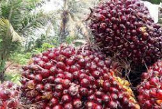 BRIN Siapkan Inovasi Biogas dari Limbah Sawit, Berpeluang Tekan Impor LPG