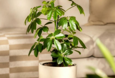 Minimal Wajib Punya 1 di Rumah, 5 Rekomendasi Tanaman Indoor yang Dipercaya Bawa Hoki Menurut Feng Shui