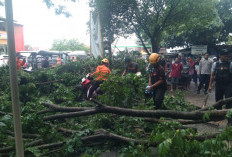 Warga Terluka Akibat Pohon Patah di CFD Bima, Polisi dan BPBD Sigap Amankan Lokasi