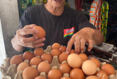 Harga Telur Ayam di Pasaran Melonjak Tajam, Pedagang Keluhkan Kenaikan yang Tak Biasa